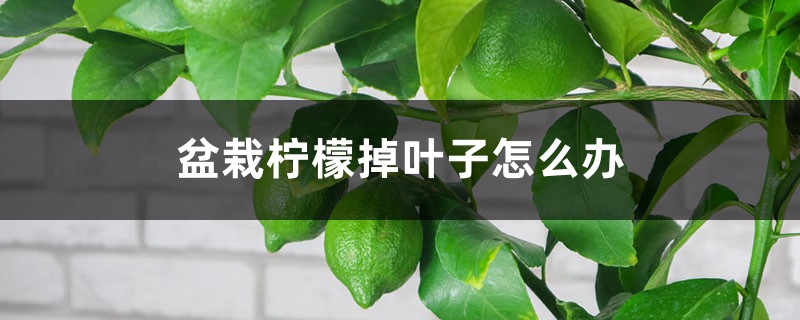 盆栽柠檬掉叶子怎么办 盆栽柠檬掉叶子怎么办