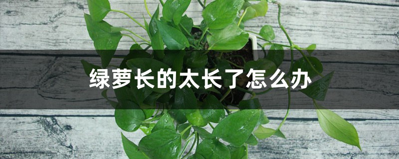 绿萝长的太长了怎么办 绿萝长的太长了怎么办