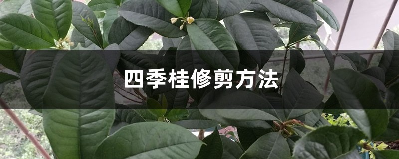 四季桂修剪方法 四季桂修剪方法