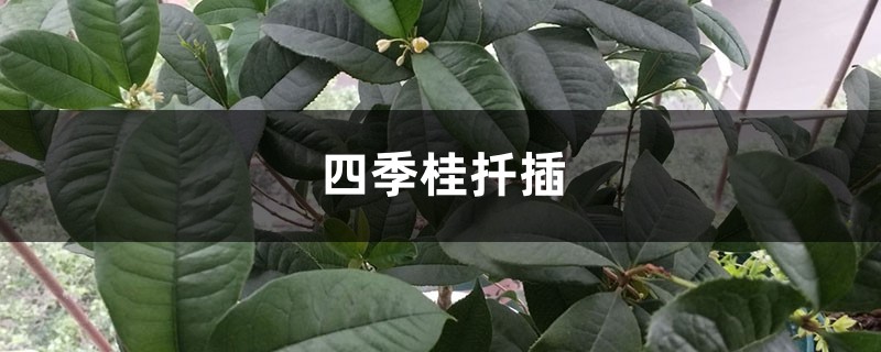 四季桂扦插 四季桂扦插