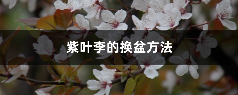 紫叶李的换盆方法 紫叶李的换盆方法