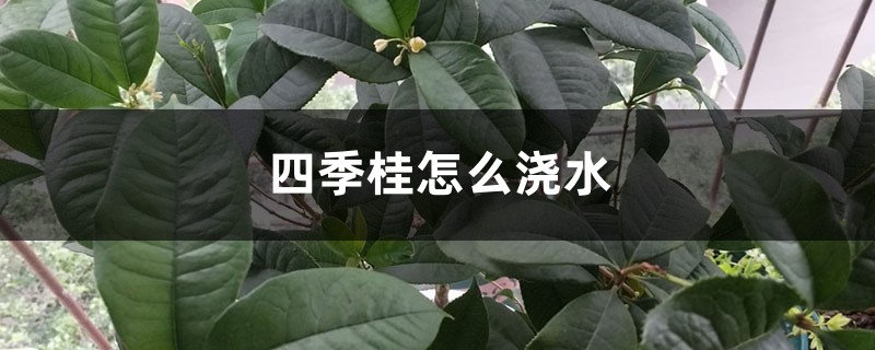 四季桂怎么浇水 四季桂怎么浇水