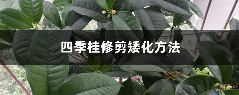 四季桂修剪矮化方法 四季桂修剪矮化方法