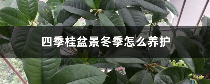 四季桂盆景冬季怎么养护 四季桂盆景冬季怎么养护