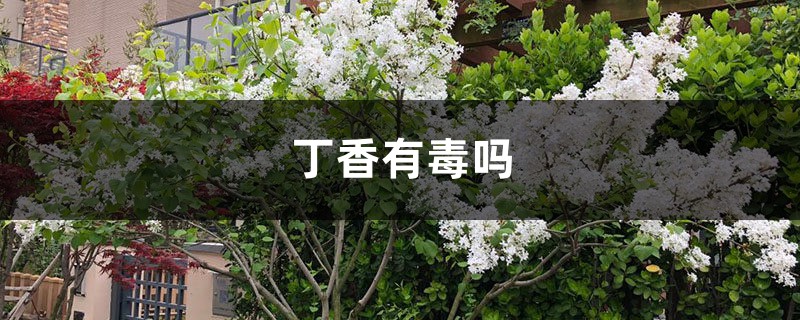 丁香有毒吗 丁香有毒吗