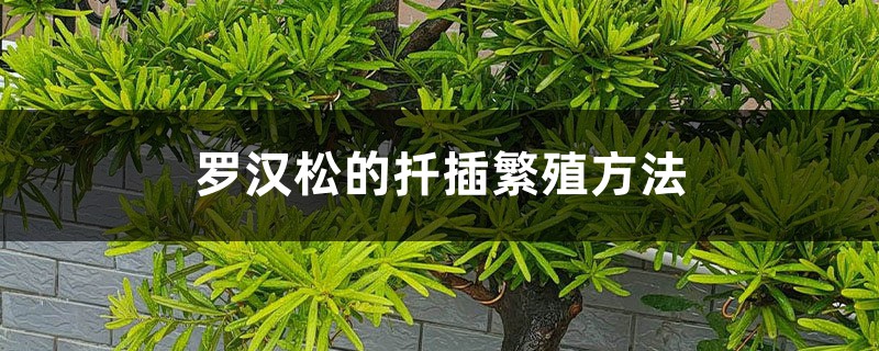 罗汉松的扦插繁殖方法 罗汉松的扦插繁殖方法