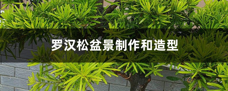 罗汉松盆景制作和造型 罗汉松盆景制作和造型