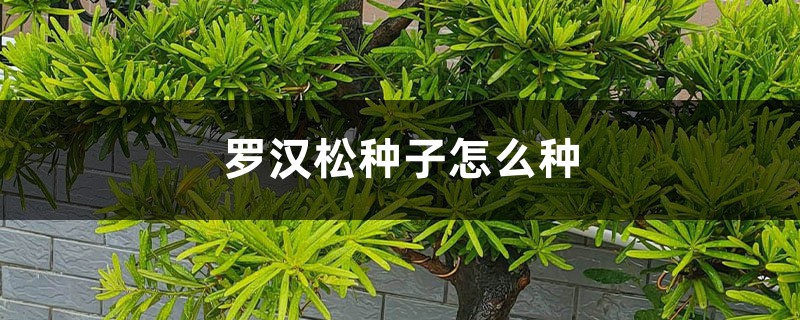 罗汉松种子怎么种 罗汉松种子怎么种