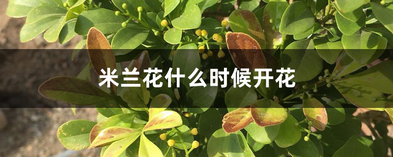米兰花什么时候开花 米兰花什么时候开花