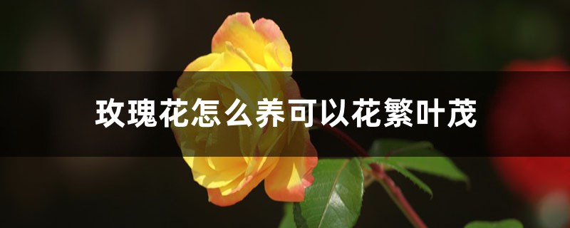 玫瑰花怎么养可以花繁叶茂 玫瑰花怎么养可以花繁叶茂