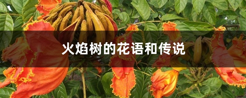 火焰树的花语和传说 火焰树的花语和传说