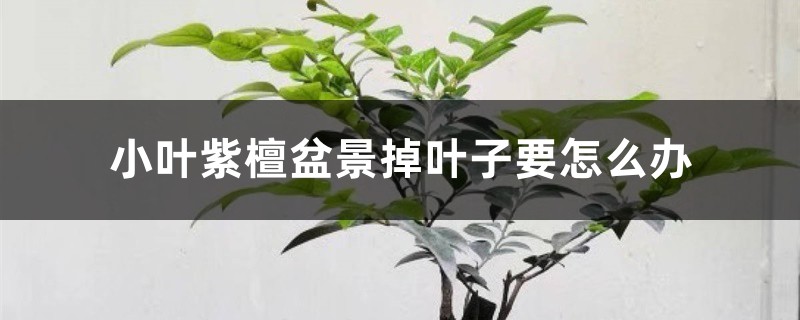 小叶紫檀盆景掉叶子要怎么办 小叶紫檀盆景掉叶子要怎么办