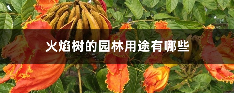火焰树的园林用途有哪些 火焰树的园林用途有哪些