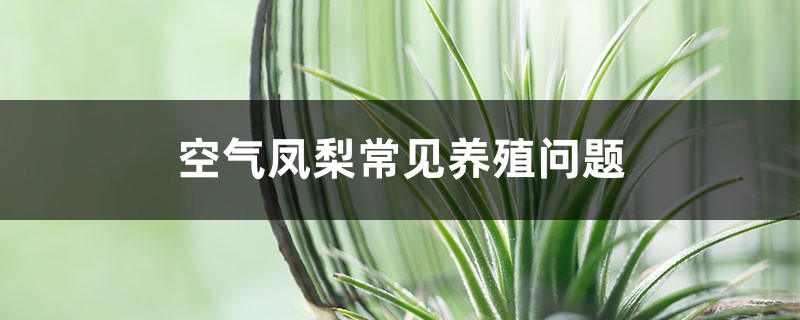 空气凤梨常见养殖问题 空气凤梨常见养殖问题