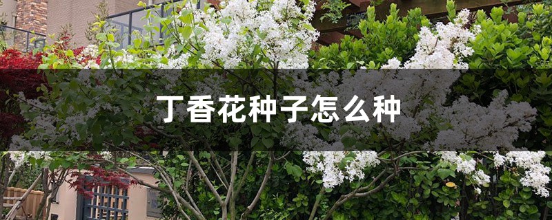 丁香花种子怎么种 丁香花种子怎么种