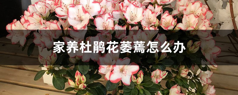 家养杜鹃花萎蔫怎么办 家养杜鹃花萎蔫怎么办