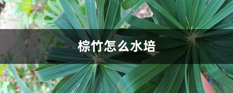 棕竹怎么水培 棕竹怎么水培