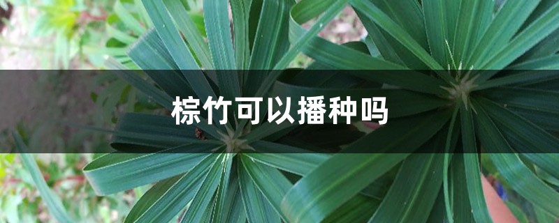 棕竹可以播种吗 棕竹可以播种吗