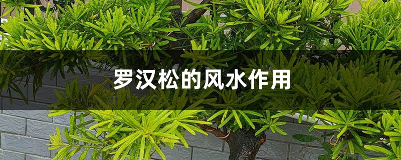 罗汉松的风水作用 罗汉松的风水作用