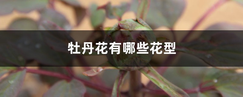 牡丹花有哪些花型 牡丹花有哪些花型