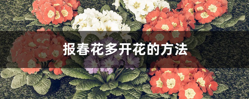报春花多开花的方法 报春花多开花的方法