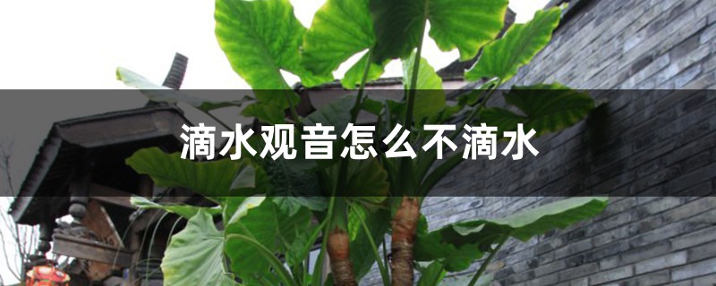 滴水观音怎么不滴水 滴水观音怎么不滴水
