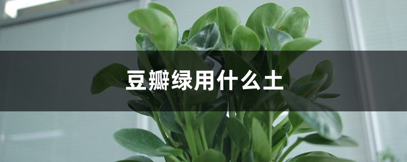 豆瓣绿用什么土 豆瓣绿用什么土
