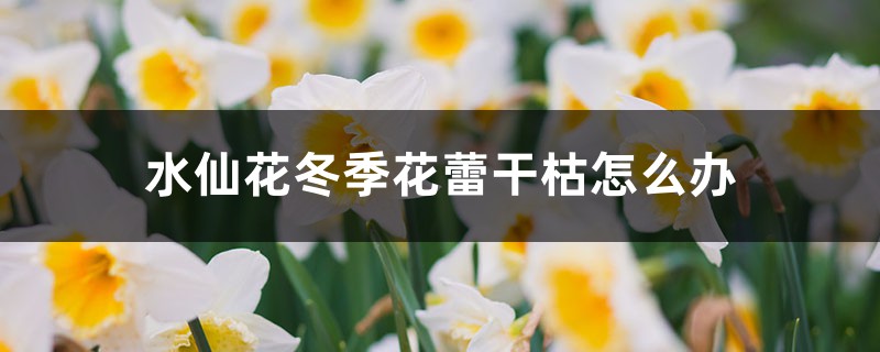 水仙花冬季花蕾干枯怎么办 水仙花冬季花蕾干枯怎么办