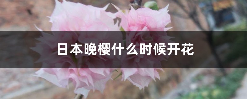 日本晚樱什么时候开花 日本晚樱什么时候开花