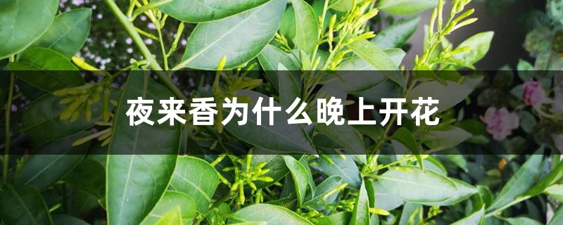 夜来香为什么晚上开花 夜来香为什么晚上开花