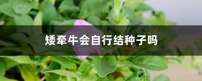 矮牵牛会自行结种子吗 矮牵牛会自行结种子吗