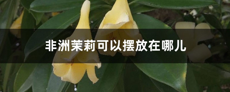 非洲茉莉可以摆放在哪儿 非洲茉莉可以摆放在哪儿