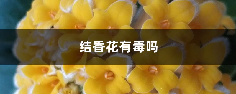 结香花有毒吗 结香花有毒吗