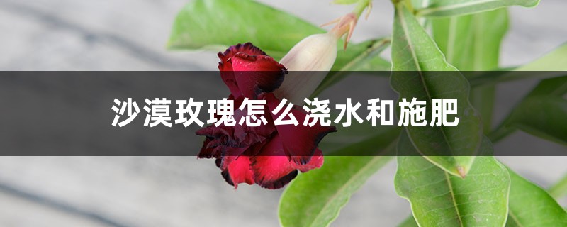 沙漠玫瑰怎么浇水和施肥 沙漠玫瑰怎么浇水和施肥