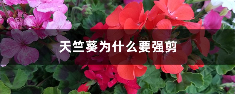 天竺葵为什么要强剪 天竺葵为什么要强剪