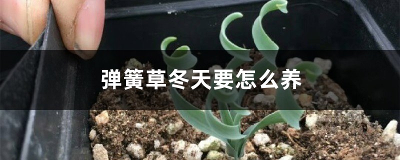 弹簧草冬天要怎么养 弹簧草冬天要怎么养