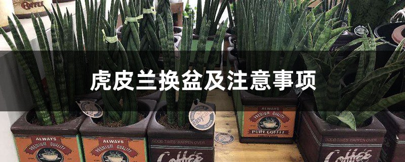 虎皮兰换盆及注意事项 虎皮兰换盆及注意事项