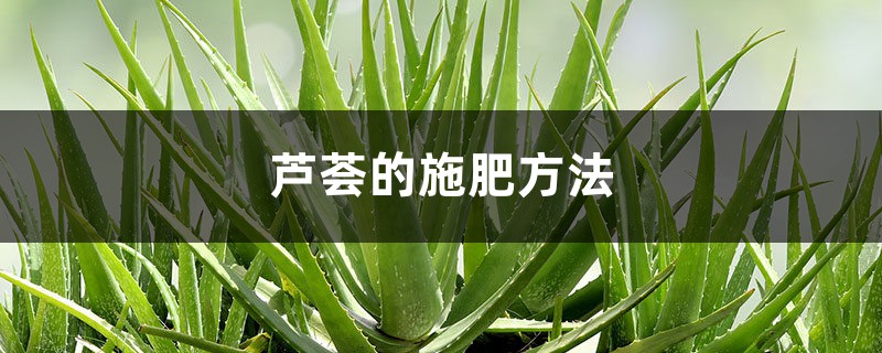 芦荟的施肥方法 芦荟的施肥方法