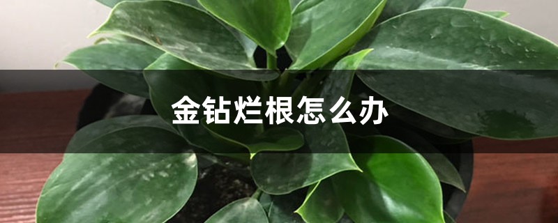 金钻烂根怎么办 金钻烂根怎么办