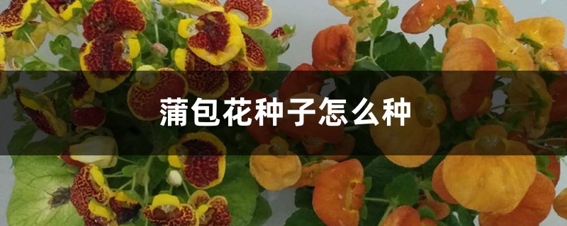 蒲包花种子怎么种 蒲包花种子怎么种