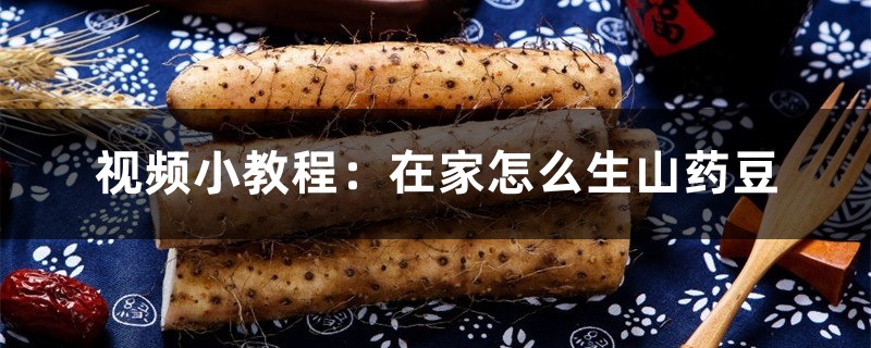 视频小教程:在家怎么生山药豆 视频小教程:在家怎么生山药豆