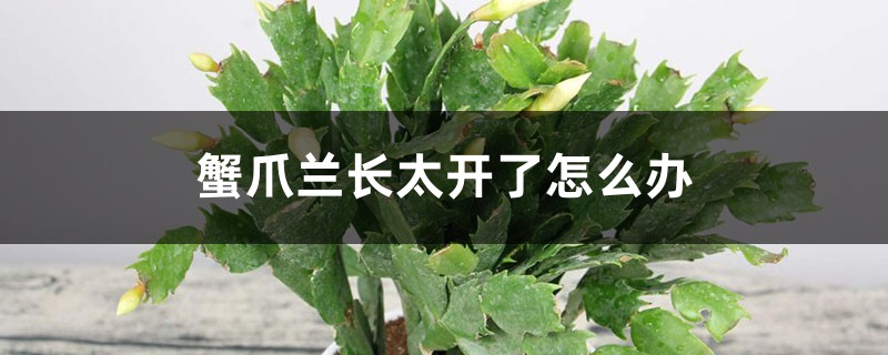蟹爪兰长太开了怎么办 蟹爪兰长太开了怎么办