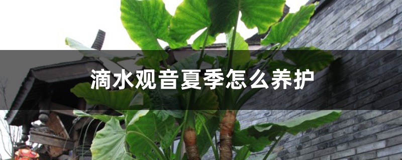 滴水观音夏季怎么养护 滴水观音夏季怎么养护