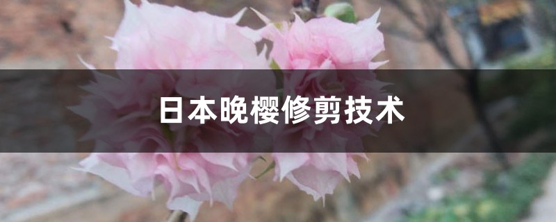 日本晚樱修剪技术 日本晚樱修剪技术