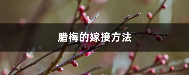 腊梅的嫁接方法 腊梅的嫁接方法