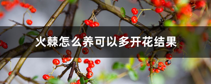 火棘怎么养可以多开花结果 火棘怎么养可以多开花结果