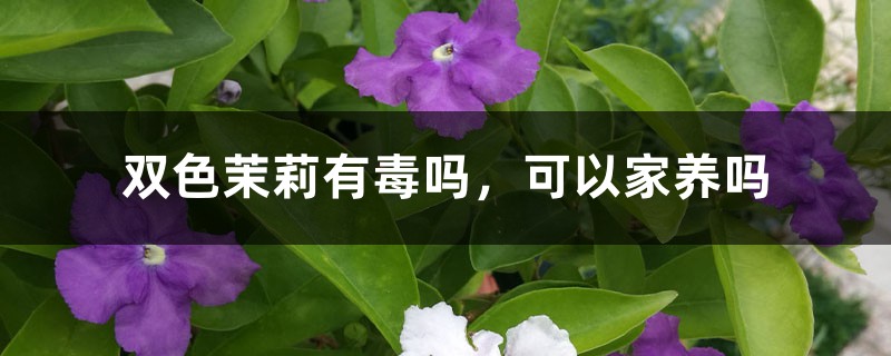 双色茉莉有毒吗,可以家养吗 双色茉莉有毒吗,可以家养吗