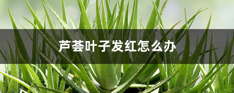 芦荟叶子发红怎么办 芦荟叶子发红怎么办