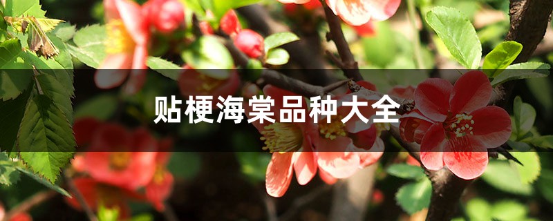 贴梗海棠品种大全 贴梗海棠品种大全