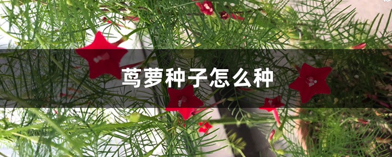 茑萝种子怎么种 茑萝种子怎么种